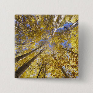 USA, Pacific Northwest. Aspen trees in autumn 15 Cm Square Badge