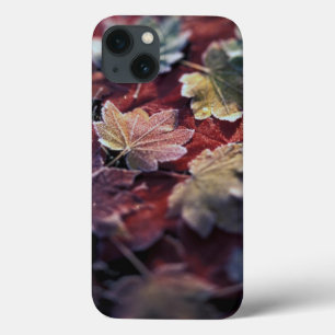 USA, Pacific Northwest. Japanese maple leaves iPhone 13 Case