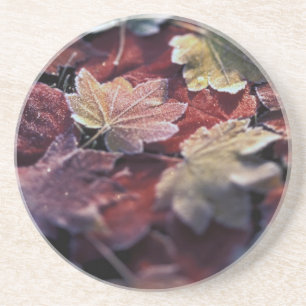 USA, Pacific Northwest. Japanese maple leaves Coaster