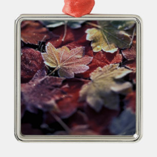 USA, Pacific Northwest. Japanese maple leaves Metal Tree Decoration