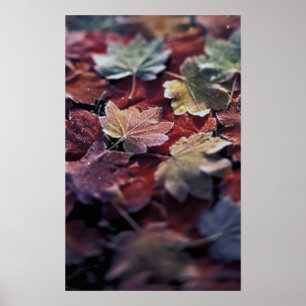 USA, Pacific Northwest. Japanese maple leaves Poster