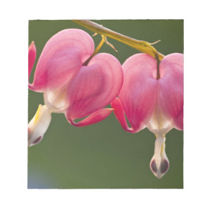 USA, Pennsylvania. Close-up of two bleeding Notepad