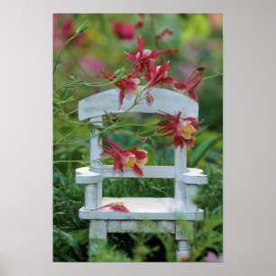 USA, Pennsylvania. Columbine flowers and chair Poster