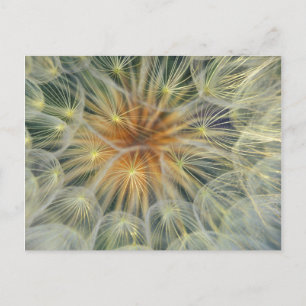 USA, Pennsylvania. Dandelion seedhead close-up Postcard