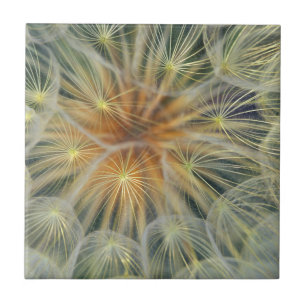 USA, Pennsylvania. Dandelion seedhead close-up Tile
