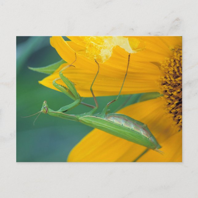 USA, Pennsylvania. Female praying mantis Postcard (Front)