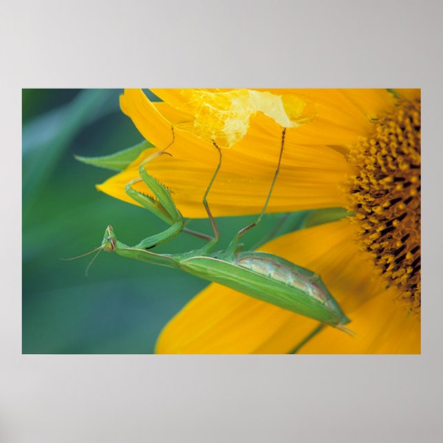 USA, Pennsylvania. Female praying mantis Poster (Front)