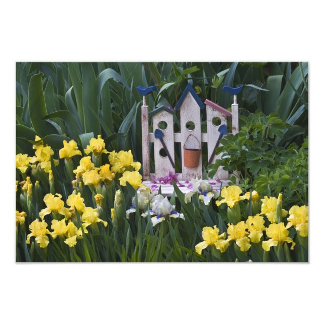 USA, Pennsylvania. Garden irises grow around Photo Print (Front)