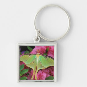USA, Pennsylvania. Luna moth on pink clematis Key Ring