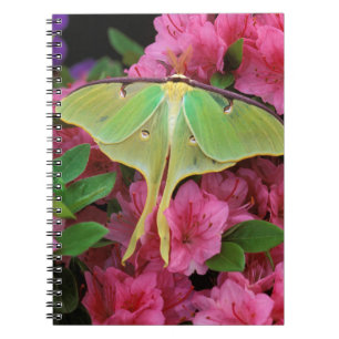 USA, Pennsylvania. Luna moth on pink clematis Spiral Notebook