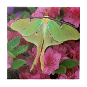 USA, Pennsylvania. Luna moth on pink clematis Tile