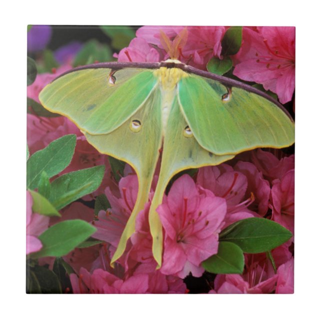 USA, Pennsylvania. Luna moth on pink clematis Tile (Front)