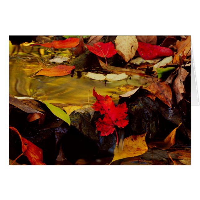 USA, Pennsylvania, Pocono Mountains 1 (Front Horizontal)