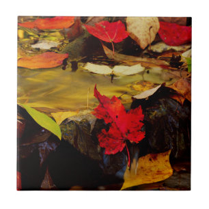 USA, Pennsylvania, Pocono Mountains 1 Tile