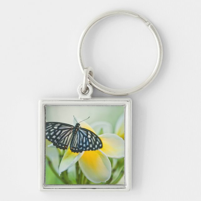 USA, Pennsylvania. Swallowtail butterfly Key Ring (Front)