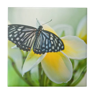 USA, Pennsylvania. Swallowtail butterfly Tile
