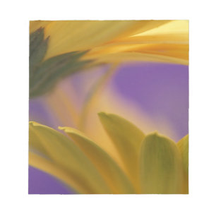 USA, Pennsylvania. Yellow Gerbera Daisies, close Notepad