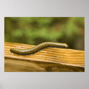 USA, Puerto Rico, Ponce. Millipede. Poster