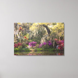 USA, South Carolina, Charleston. Cypress Trees 2 Canvas Print