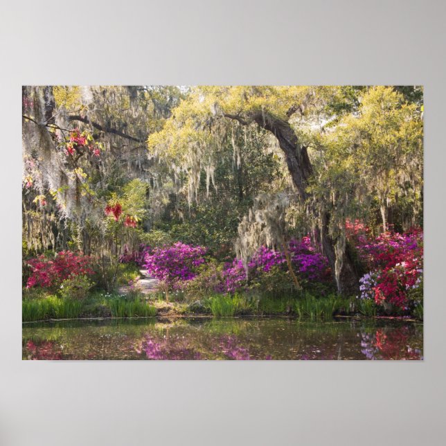 USA, South Carolina, Charleston. Cypress Trees 2 Poster (Front)