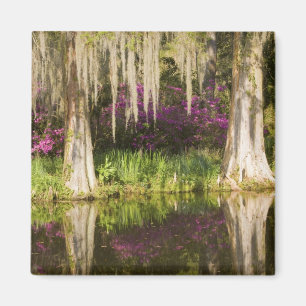 USA, South Carolina, Charleston. Cypress Trees Magnet