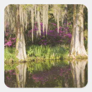USA, South Carolina, Charleston. Cypress Trees Square Sticker