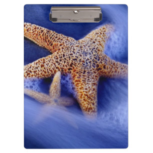 USA, South Carolina, Hilton Head Island. Two Clipboard