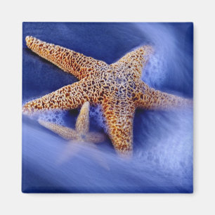 USA, South Carolina, Hilton Head Island. Two Magnet