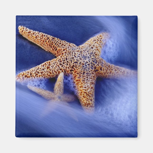 USA, South Carolina, Hilton Head Island. Two Magnet (Front)