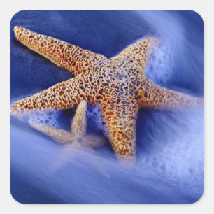 USA, South Carolina, Hilton Head Island. Two Square Sticker