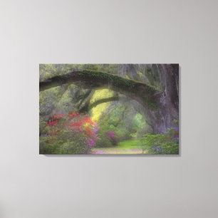 USA, South Carolina, Magnolia Gardens. Canvas Print