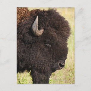 USA, South Dakota, American bison (Bison bison) 2 Postcard