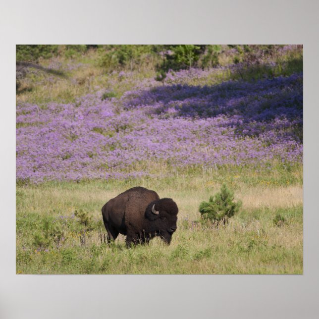 USA, South Dakota, American bison (Bison bison) Poster (Front)