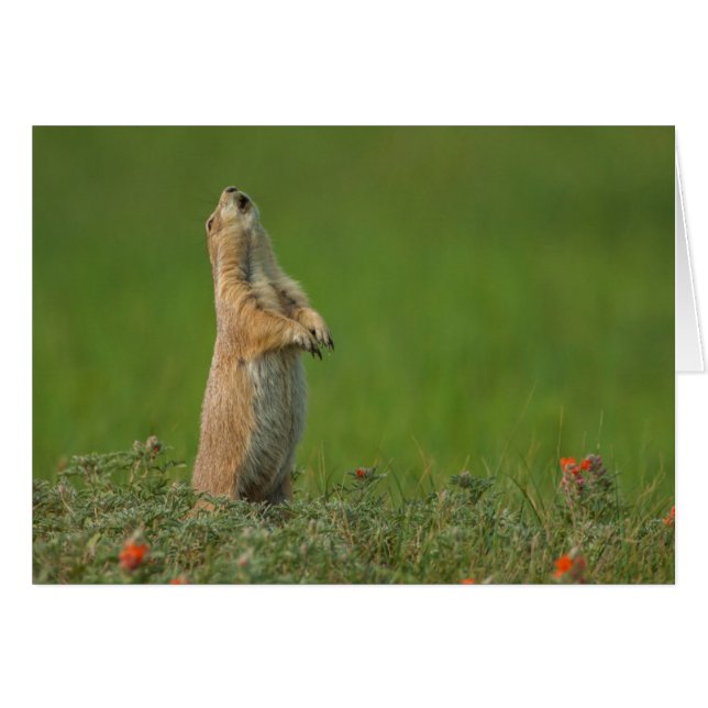 USA, South Dakota, Custer State Park (Front Horizontal)
