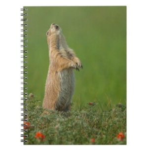 USA, South Dakota, Custer State Park Notebook