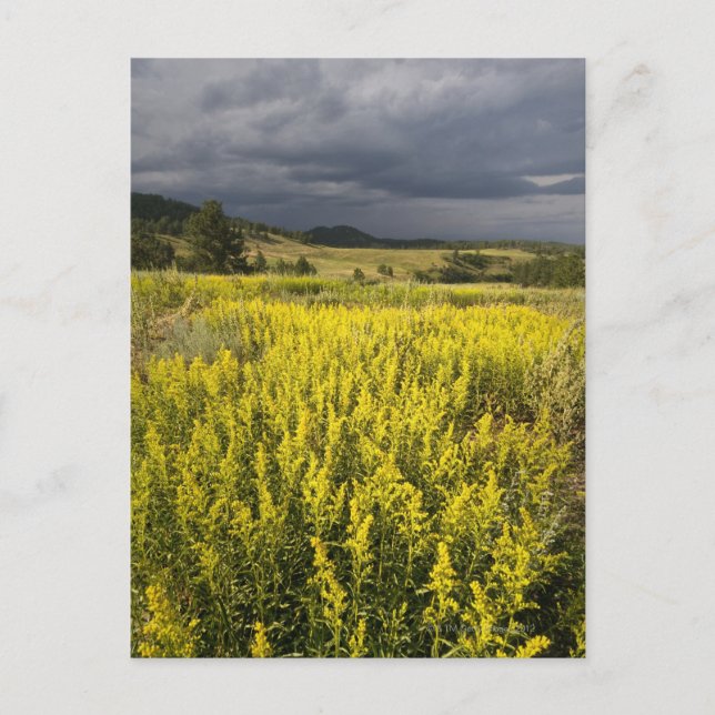 USA, South Dakota, Flowers and storm Postcard (Front)