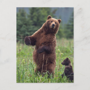 USA, Southeast Alaska, Brown Bear and cub Postcard