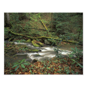 USA, Tennessee. Big South Fork National River Photo Print