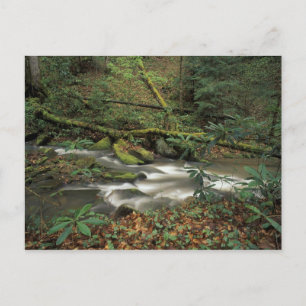 USA, Tennessee. Big South Fork National River Postcard