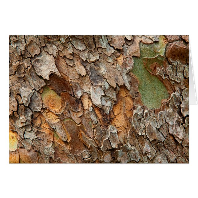 USA, Tennessee, Close Up Of Bark On A Tree (Front Horizontal)