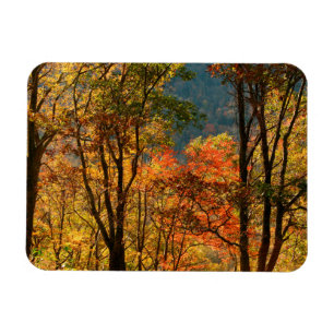 USA, Tennessee. Fall Foliage Magnet