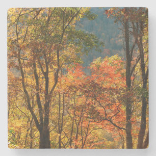 USA, Tennessee. Fall Foliage Stone Coaster