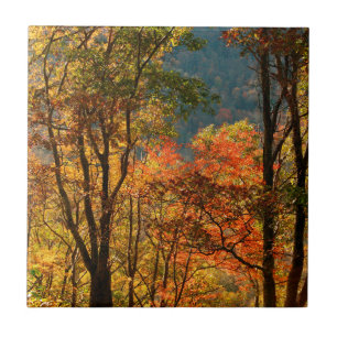 USA, Tennessee. Fall Foliage Tile