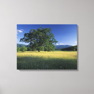USA, Tennessee. Great Smokey Mountains 2 Canvas Print