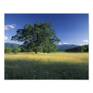 USA, Tennessee. Great Smokey Mountains 2 Photo Print