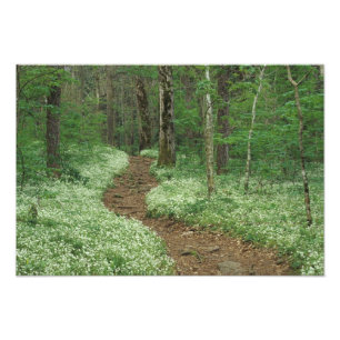 USA, Tennessee, Great Smoky Mountains NP, 3 Photo Print