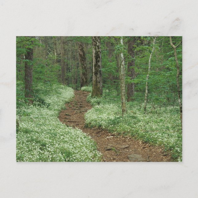 USA, Tennessee, Great Smoky Mountains NP, 3 Postcard (Front)