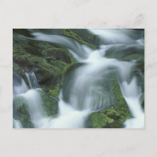 USA, Tennessee, Great Smoky Mountains NP. Postcard