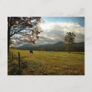 USA, Tennessee. Horses In Cades Cove Valley Postcard