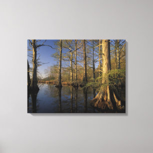 USA, Tennessee. Reelfoot National Wildlife Canvas Print